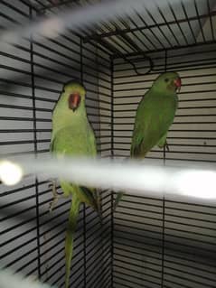 Green Parrots for sale