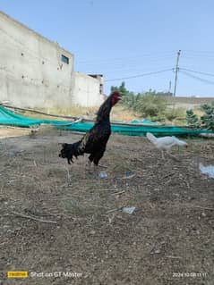 ASEEL HEERA FEMALE & KALA JAWA MALE