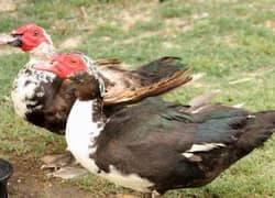 Muscovy duck