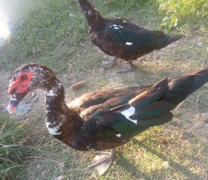 Muscovy duck 1