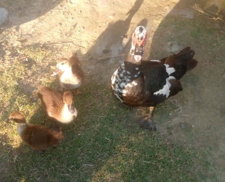 Muscovy duck 2