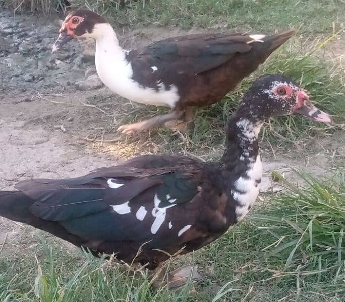 Muscovy duck 3