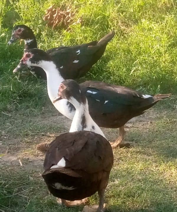 Muscovy duck 4