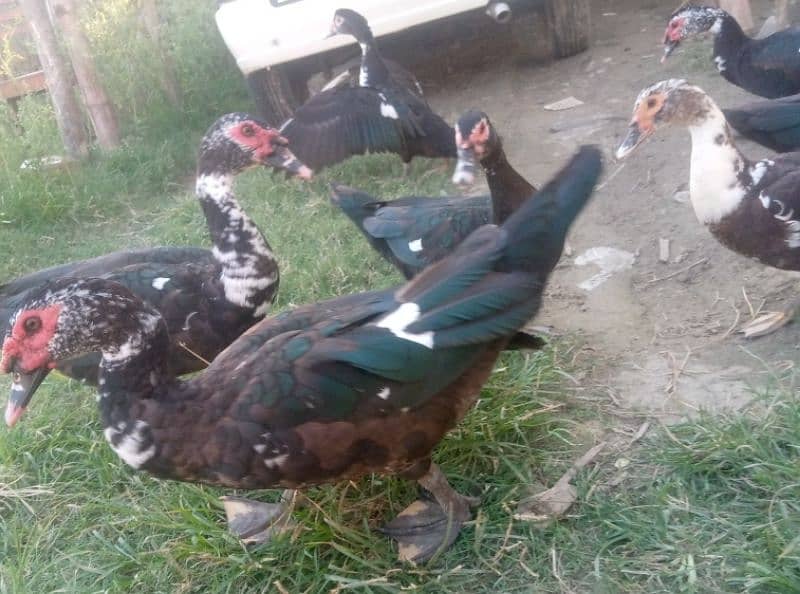 Muscovy duck 5