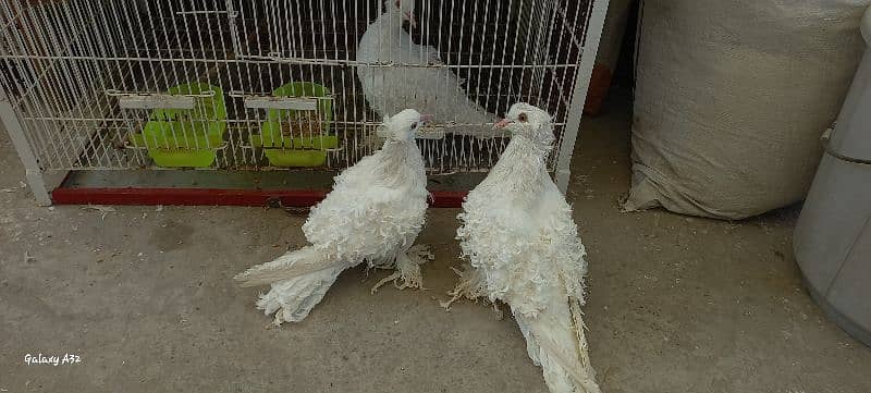 frillback extra high quality breeder pair. . confirm 0