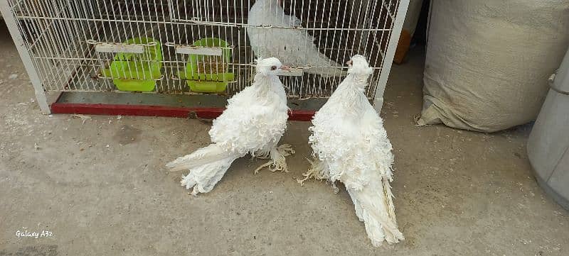 frillback extra high quality breeder pair. . confirm 4