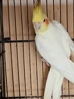 Love Birds And Cockatiel For Sale In Karachi