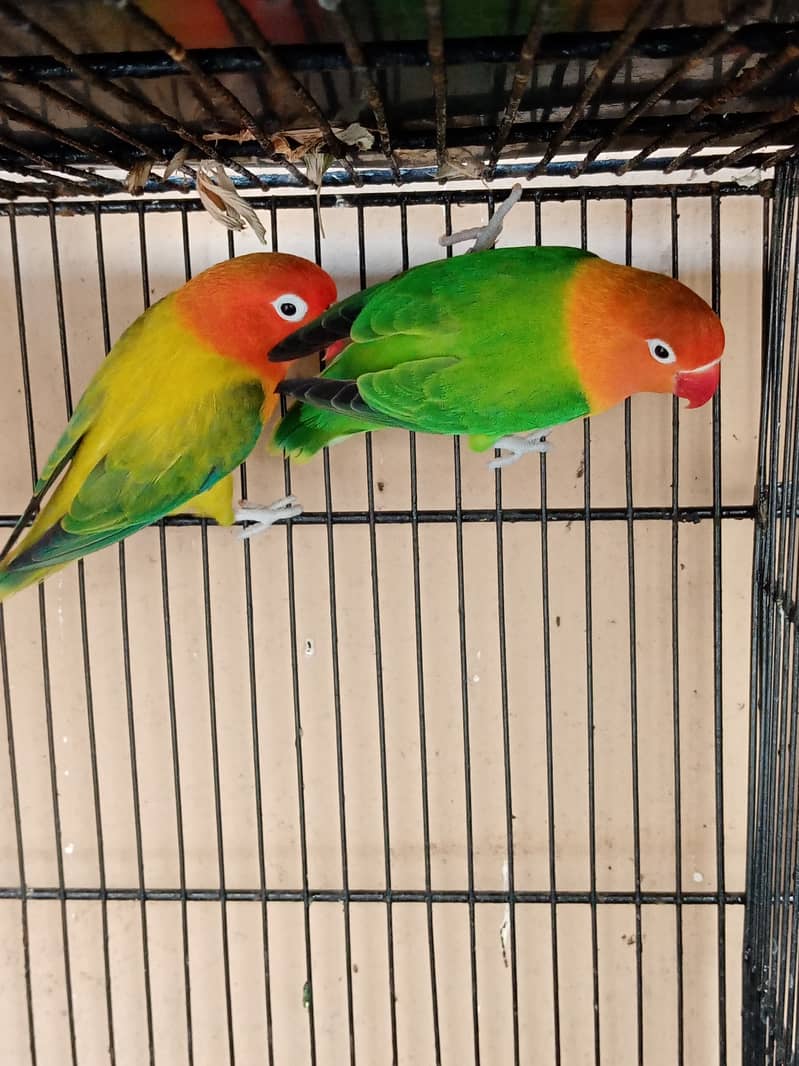 Love Birds And Cockatiel For Sale In Karachi 1