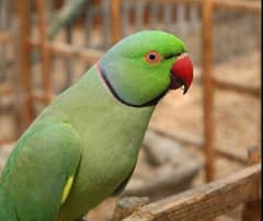 love bird green parrot breeder talking and tame male