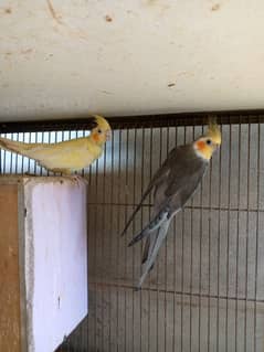 cocktail breeder pair
