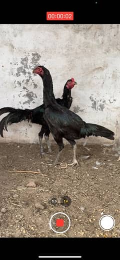 Thai hens available