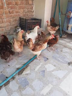 Golden Buff, Golden Misri Hens