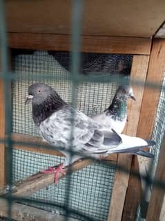 kabli kabuter pair for sale . .