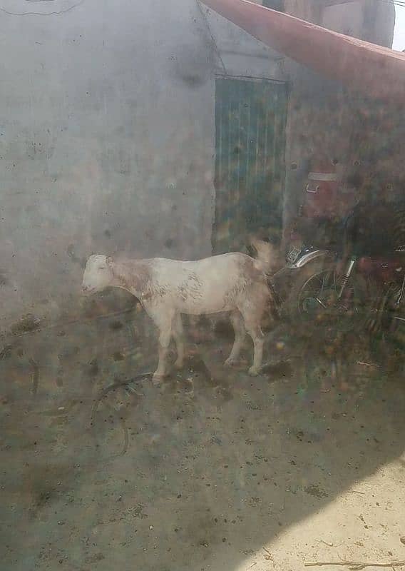 Gabban bakri 2