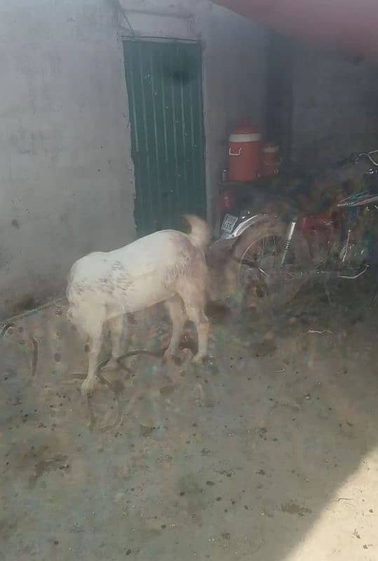 Gabban bakri 5