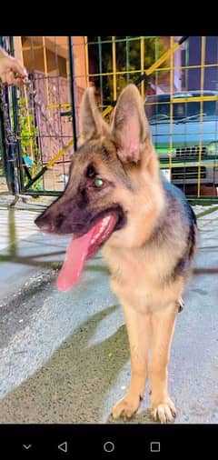 German Shepherd dog for sale my WhatsApp number 03 47 59 40 62 9