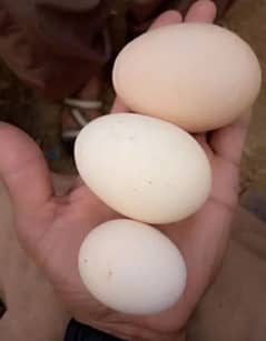 Assel white murge ka cross ha white murgii ka eggs ha