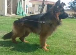 German shepherd male for stud service