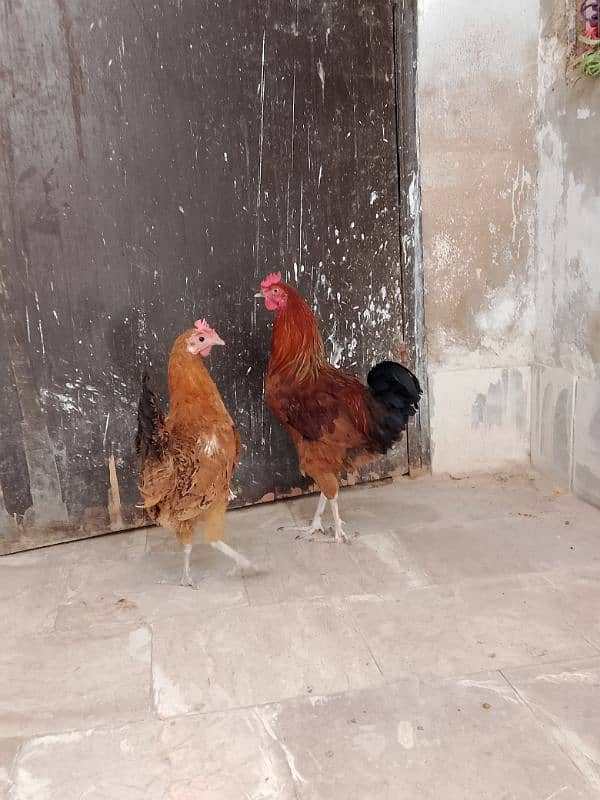 Golden Misri murga murgi pair for sale 8