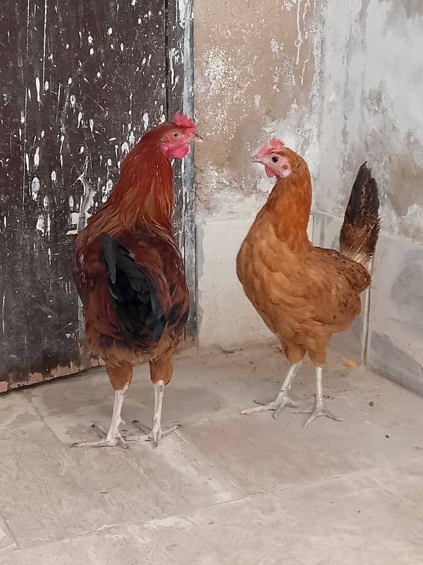 Golden Misri murga murgi pair for sale 6