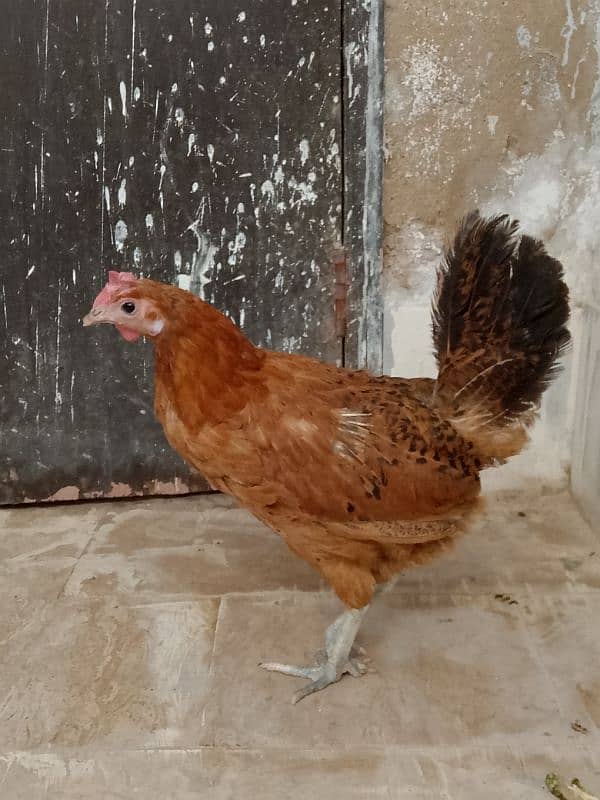 Golden Misri murga murgi pair for sale 3