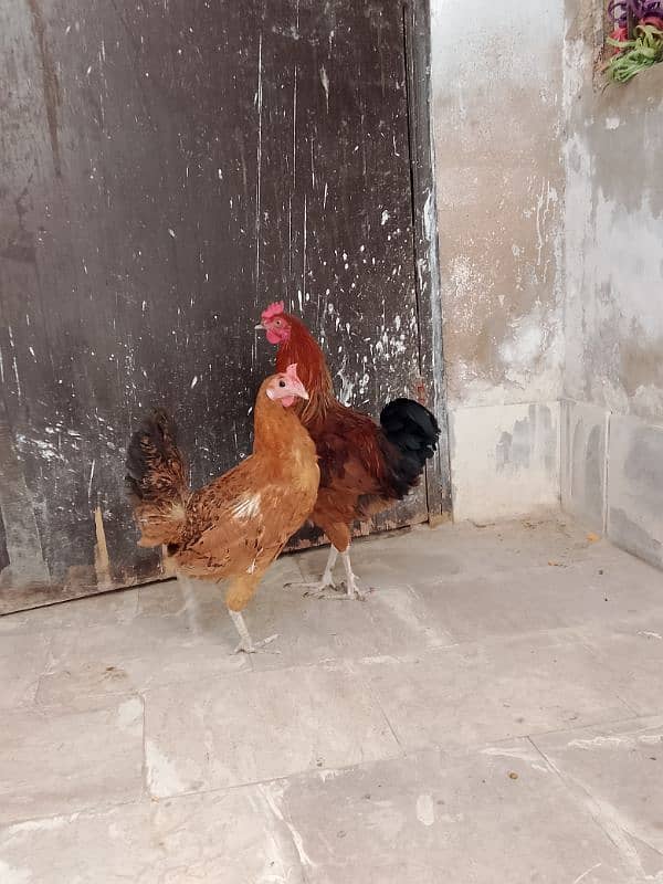 Golden Misri murga murgi pair for sale 1