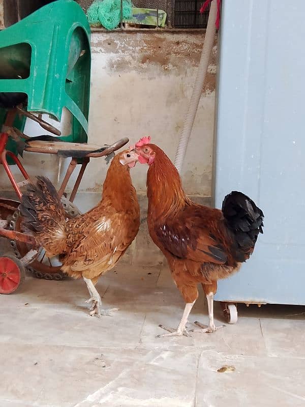 Golden Misri murga murgi pair for sale 7