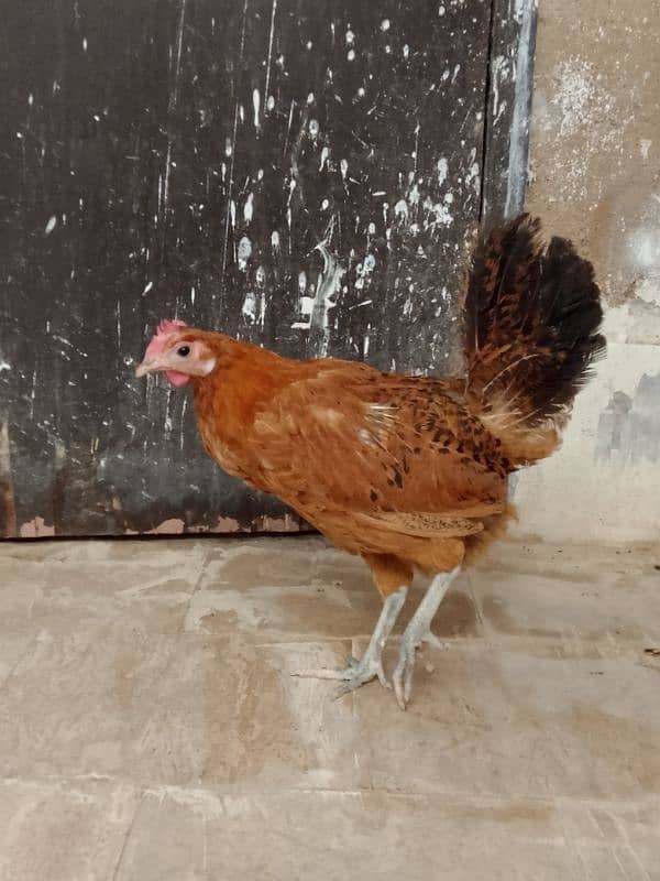 Golden Misri murga murgi pair for sale 4