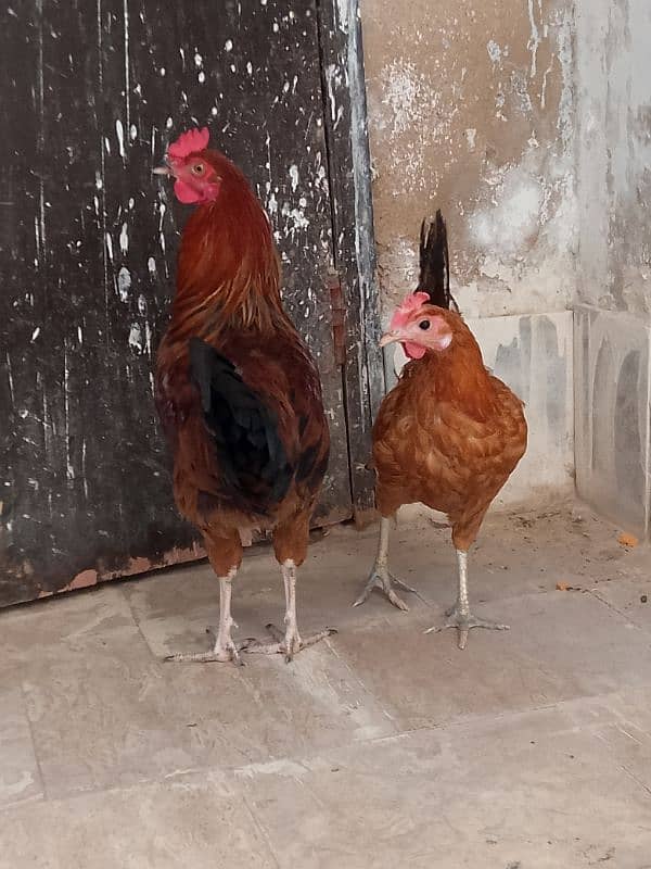 Golden Misri murga murgi pair for sale 9