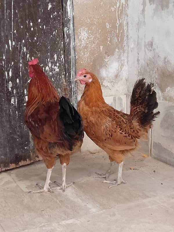 Golden Misri murga murgi pair for sale 10