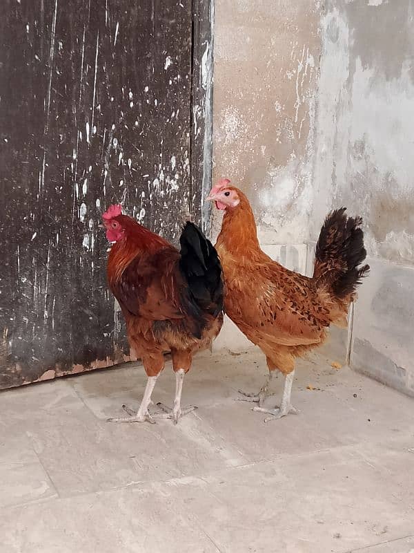 Golden Misri murga murgi pair for sale 11