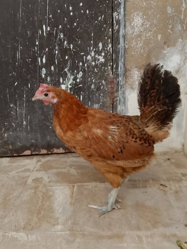 Golden Misri murga murgi pair for sale 13