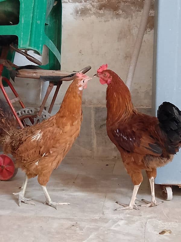 Golden Misri murga murgi pair for sale 15