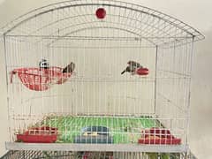 Fishers, Budgies, finches with cages for sale