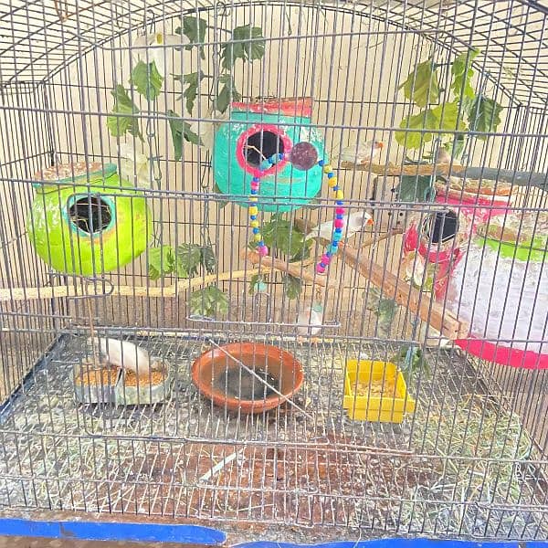 Fishers, Budgies, finches with cages for sale 1