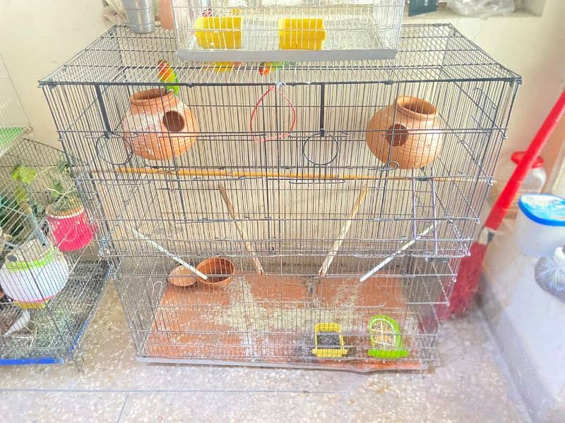 Fishers, Budgies, finches with cages for sale 3