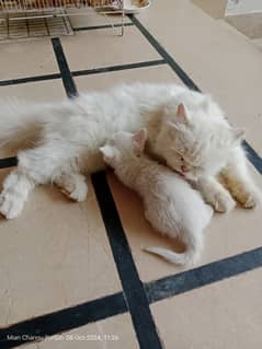 perian kitten for sale