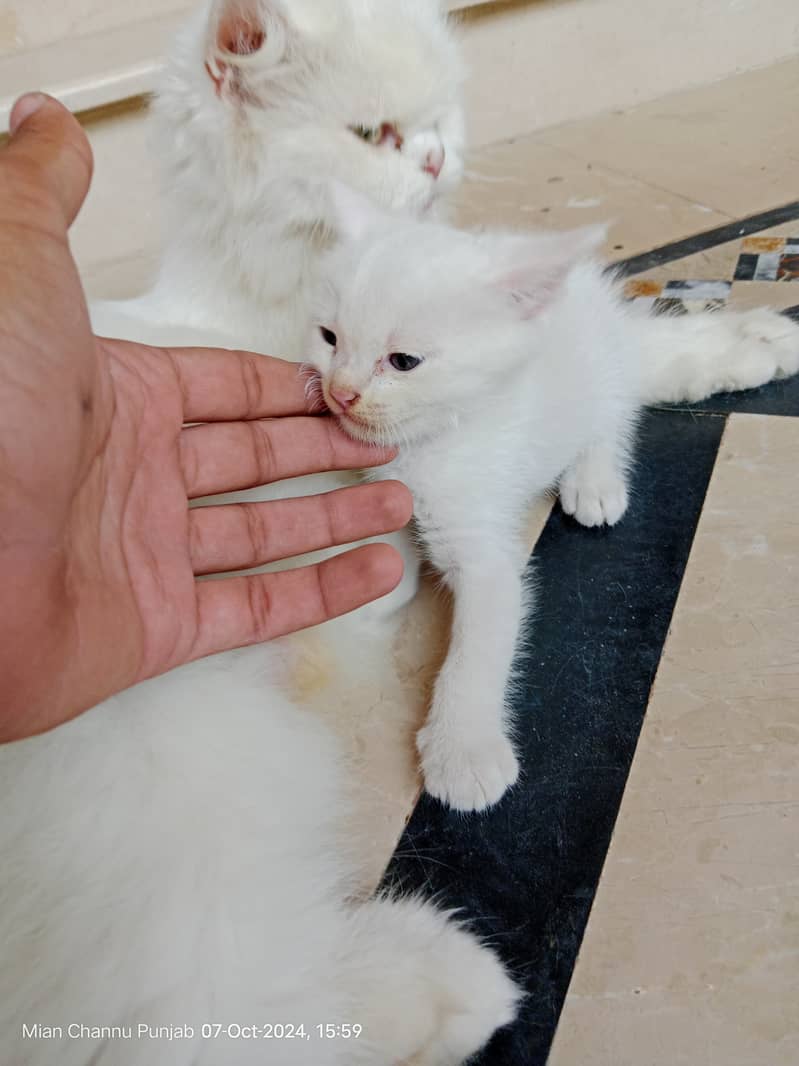 persian kitten for sale 0303=98=70=237 1