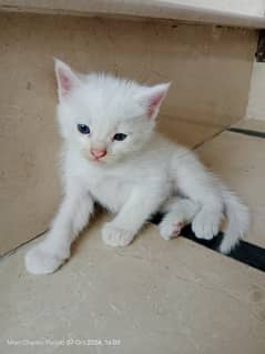 persian kitten for sale 0303=98=70=237 0