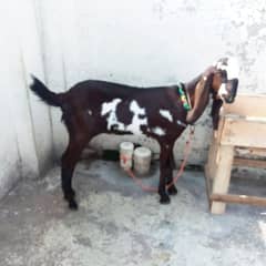 Female Goat  0315.5195019