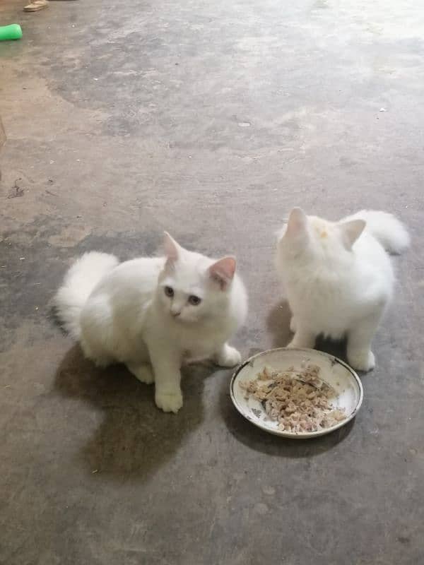 cats for sale 2