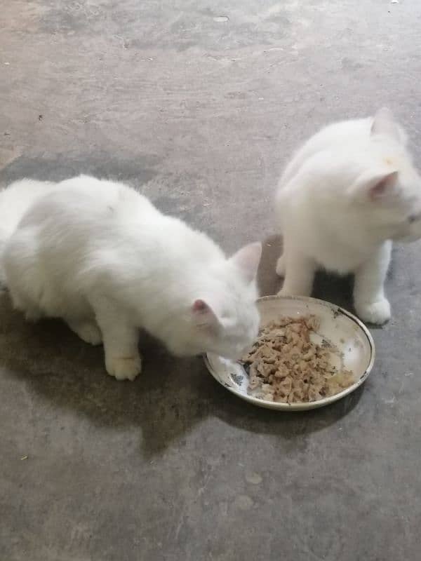 cats for sale 6