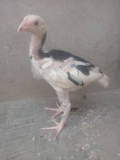 Aseel chick for sale