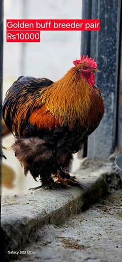 aseel and imported hen pair for discount sale