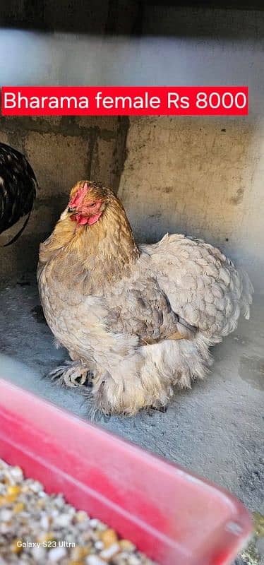 aseel and imported hen pair for discount sale 2