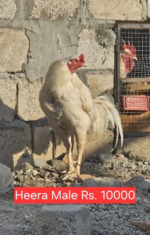 aseel and imported hen pair for discount sale 3