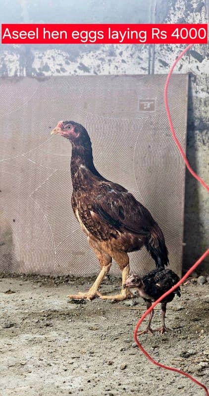 aseel and imported hen pair for discount sale 4