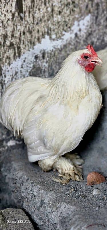 aseel and imported hen pair for discount sale 10