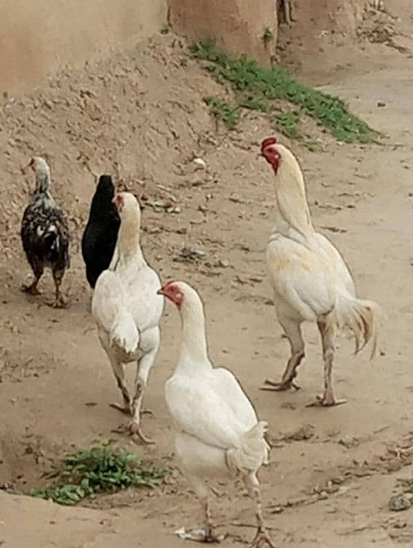 aseel and imported hen pair for discount sale 12