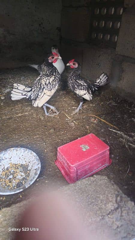 aseel and imported hen pair for discount sale 13